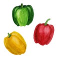 Bell peppers watercolor illustration set isolated on a white background