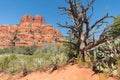 Bell Rock near Sedona, Arizona, cactus and old Juniper Tree Royalty Free Stock Photo