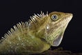 Bell's angle head lizard (Gonocephalus bellii) Royalty Free Stock Photo