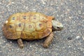 Bell's hinge-back tortoise (Kinixys belliana) Royalty Free Stock Photo
