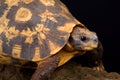 Bell`s Hinged tortoise Kinixys belliana Royalty Free Stock Photo