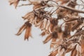 Bell shape brown dry little romantic flowers branch on light blur background with lovely vintage effect macro