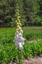 White Foxgloves with purple spots