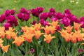 Bell-shaped orange tulips against the background of purple tulips Royalty Free Stock Photo