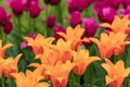 Bell-shaped orange tulips against the background of purple tulips Royalty Free Stock Photo