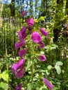 Bell shaped pink flowers with spots