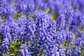 Bell-shaped violet flowers in the spring. Blooming muscari in the field. Armenian grape hyacinth or garden grape Royalty Free Stock Photo