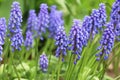 Bell-shaped violet flowers in the spring. Blooming muscari in the field. Armenian grape hyacinth or garden grape Royalty Free Stock Photo