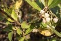 Bell-shaped white flowers on the leaves of the tree, whose Latin name is Arbutus ericaceae. The bee on it is feeding