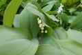 Bell-shaped white flowers of lily of the valley