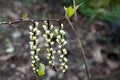 bell shaped yellow green flowers racemes