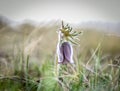 Bell Spring Flower. Beautiful purple . Royalty Free Stock Photo