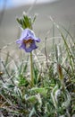 Bell Spring Flower. Beautiful purple . Royalty Free Stock Photo