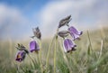 Bell Spring Flower. Beautiful purple . Royalty Free Stock Photo