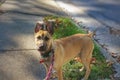 Shepard Mix on her first walk