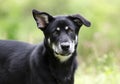 Husky mix breed dog, pet rescue adoption photography Royalty Free Stock Photo