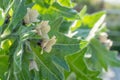 Belladonna medicinal plant, flowers and leaves close-up in backlight. Atropa belladonna is a Latin name. It is used as a painkille Royalty Free Stock Photo