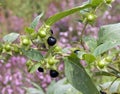 Belladonna, Atropa, Bella-donna