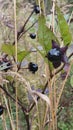 Belladonna in autumn with insidious black berries, close up Royalty Free Stock Photo