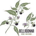 Belladonna berries and flowers in color drawing vector illustration Royalty Free Stock Photo