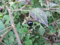 Belladonna with black fruits