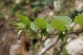 Belladonna or deadly nightshade