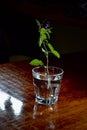 Belladonna, Deadly Nightshade Atropa belladonna cut and in a glass Royalty Free Stock Photo