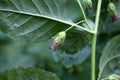 Belladonna or deadly nightshade (Atropa belladonna)