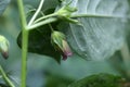 Belladonna or deadly nightshade (Atropa belladonna) Royalty Free Stock Photo