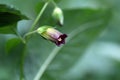 Belladonna or deadly nightshade (Atropa belladonna) Royalty Free Stock Photo