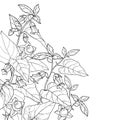 Vector corner bunch of outline toxic Atropa belladonna or deadly nightshade flower, bud, berry and leaf in black isolated on white Royalty Free Stock Photo