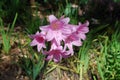 Belladonna Lily Pink bloom. Royalty Free Stock Photo