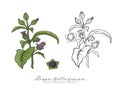 Belladonna plant set. Colored and outline set stock vector illus