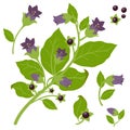 Belladonna plant. Vector illustration