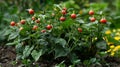 Belladonna Plants with Berries for Harvesting Royalty Free Stock Photo