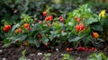 Belladonna Plants with Berries for Harvesting Royalty Free Stock Photo