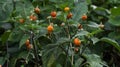 Belladonna Plants with Berries for Harvesting Royalty Free Stock Photo