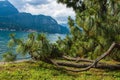 Bellagio city on Lake Como, Italy. Lombardy region. Italian famous landmark, Villa Melzi Park. Botanic Garden plants and trees Royalty Free Stock Photo