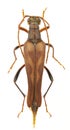 Bellamira scalaris