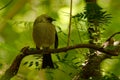 Bellbird - Anthornis melanura - makomako in Maori language, endemic bird - honeyeater from New Zealand in the green forest