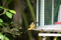 Bellbird in New Zealand at feeder