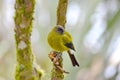 Bellbird in the wild Royalty Free Stock Photo