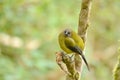 Bellbird in the wild Royalty Free Stock Photo