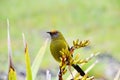 Bellbird in the wild Royalty Free Stock Photo