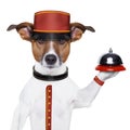 Bellboy dog Royalty Free Stock Photo