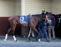 Bellera in the Aqueduct Paddock