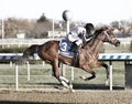 Bellera and Velazquez winning the Comely Stakes Royalty Free Stock Photo