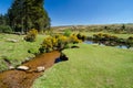 Bellever Forest And Dart River on Dartmoor National Park in Devo