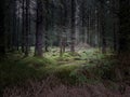 Bellever Forest, Dartmoor National Park Devon UK