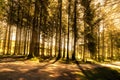 Bellever Forest With Direct Sunrise on Dartmoor National Park in